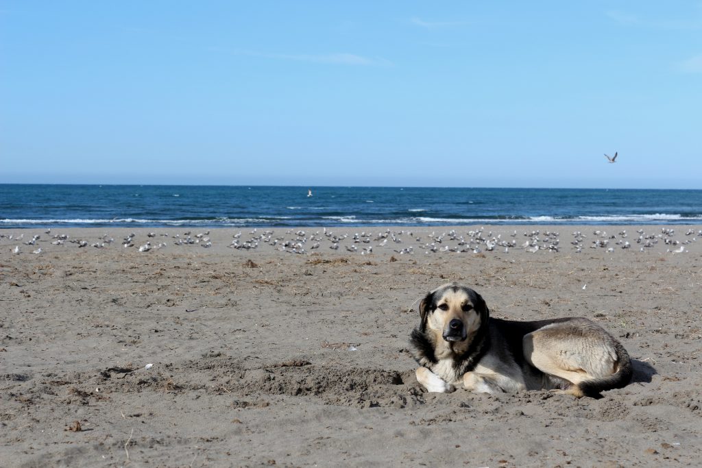 Photo de la plage de Perros-Guirec